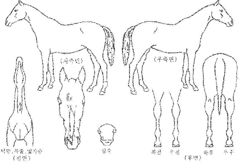 �ǿ����� ����,���,�޸�,�λ�,�ٸ��� Ư¡����