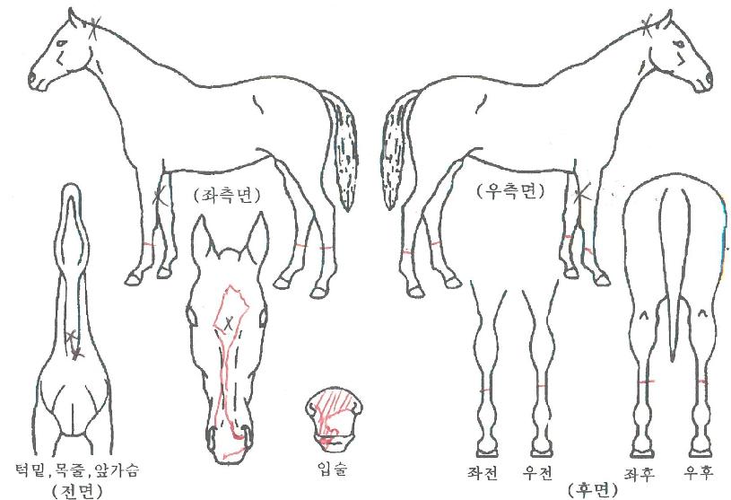 ´ë½Â¾î°ÔÀÎÀÇ Ãø¸é,¿ì¸é,µÞ¸é,µÎ»ó,´Ù¸®ÀÇ Æ¯Â¡µµÇØ