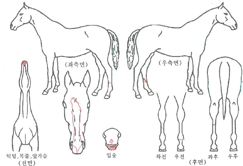 �Ӻ������� ����,���,�޸�,�λ�,�ٸ��� Ư¡����