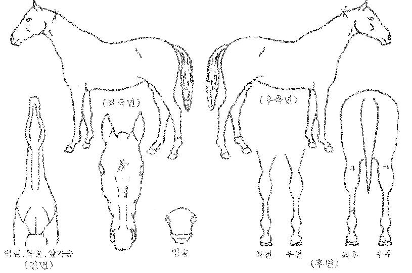 ÇѾóÀǺûÀÇ Ãø¸é,¿ì¸é,µÞ¸é,µÎ»ó,´Ù¸®ÀÇ Æ¯Â¡µµÇØ