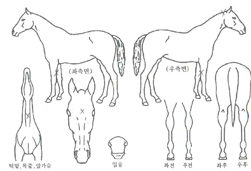 ��Ʈ�ո��� ����,���,�޸�,�λ�,�ٸ��� Ư¡����