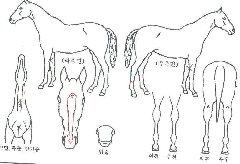 õ���Ǿ�ħ�� ����,���,�޸�,�λ�,�ٸ��� Ư¡����