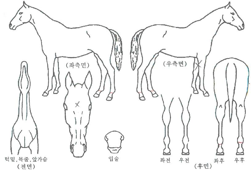 È÷µçèÇÁÀÇ Ãø¸é,¿ì¸é,µÞ¸é,µÎ»ó,´Ù¸®ÀÇ Æ¯Â¡µµÇØ