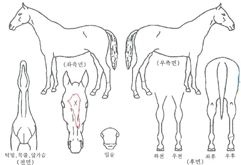 °í½ºÆ®±×·¹ÀÌÀÇ Ãø¸é,¿ì¸é,µÞ¸é,µÎ»ó,´Ù¸®ÀÇ Æ¯Â¡µµÇØ