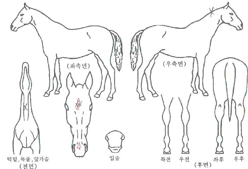 �ź���� ����,���,�޸�,�λ�,�ٸ��� Ư¡����