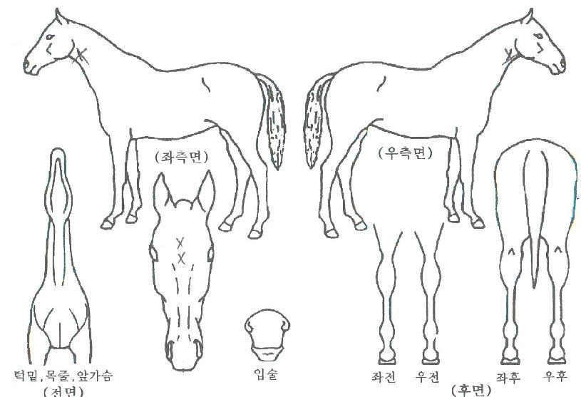 Äø®³ÍÀÇ Ãø¸é,¿ì¸é,µÞ¸é,µÎ»ó,´Ù¸®ÀÇ Æ¯Â¡µµÇØ