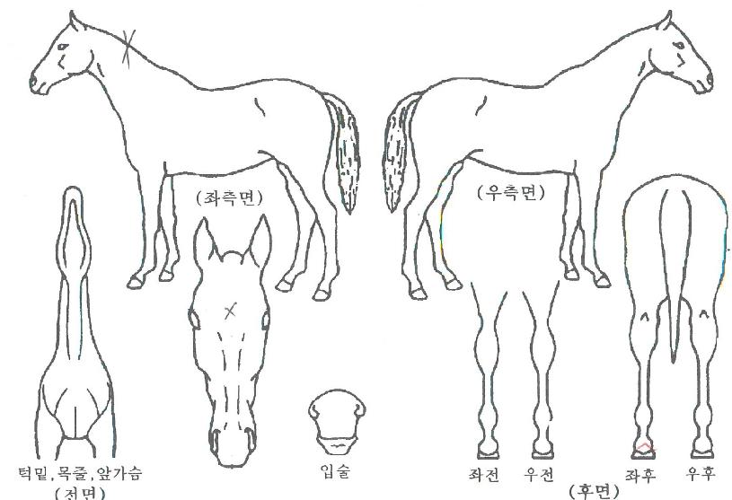 ���̹��̹����ڸ��� ����,���,�޸�,�λ�,�ٸ��� Ư¡����