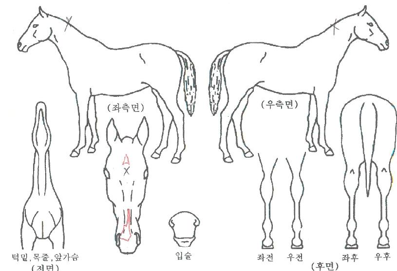 Ǫ¿¡¸£½ºÆä½ºÀÇ Ãø¸é,¿ì¸é,µÞ¸é,µÎ»ó,´Ù¸®ÀÇ Æ¯Â¡µµÇØ