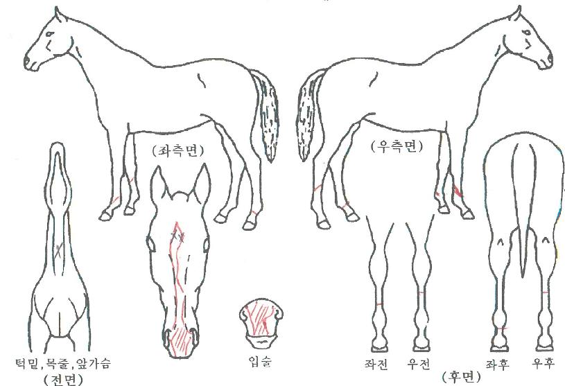 ���սô��� ����,���,�޸�,�λ�,�ٸ��� Ư¡����