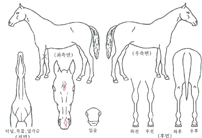 ±Û·Î¹ú¹ðÅ©ÀÇ Ãø¸é,¿ì¸é,µÞ¸é,µÎ»ó,´Ù¸®ÀÇ Æ¯Â¡µµÇØ