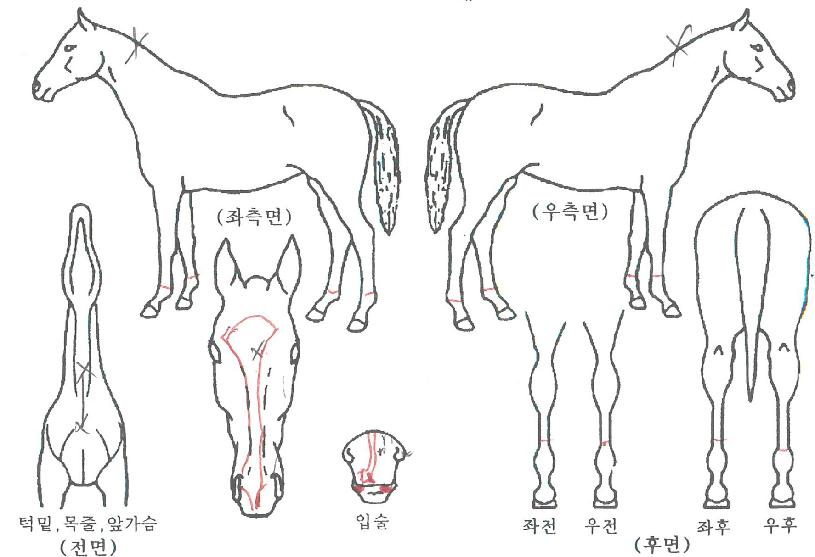 ŷ���Ŀ��� ����,���,�޸�,�λ�,�ٸ��� Ư¡����