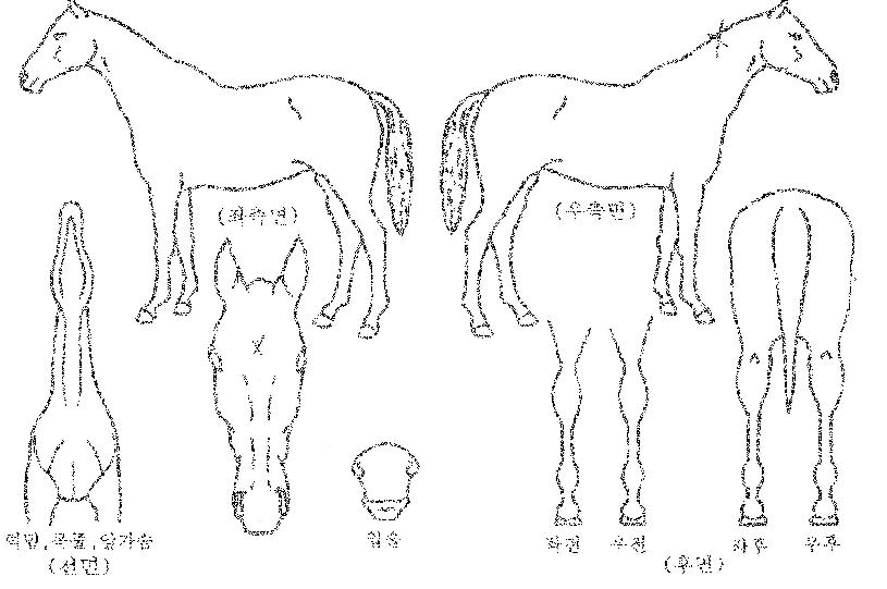 ½ºÆÌÀÇ Ãø¸é,¿ì¸é,µÞ¸é,µÎ»ó,´Ù¸®ÀÇ Æ¯Â¡µµÇØ