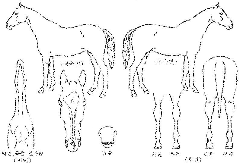 õ³âÀǹٴÙÀÇ Ãø¸é,¿ì¸é,µÞ¸é,µÎ»ó,´Ù¸®ÀÇ Æ¯Â¡µµÇØ