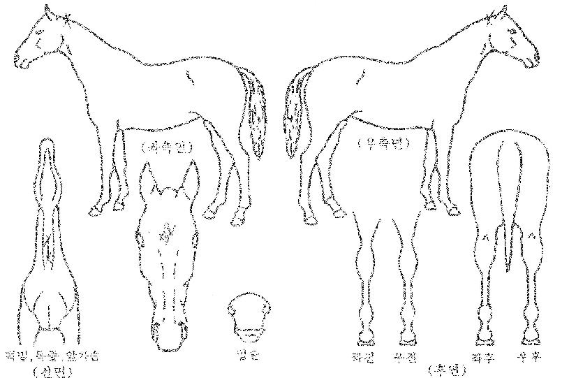 ÅéÈ÷¾î·ÎÀÇ Ãø¸é,¿ì¸é,µÞ¸é,µÎ»ó,´Ù¸®ÀÇ Æ¯Â¡µµÇØ