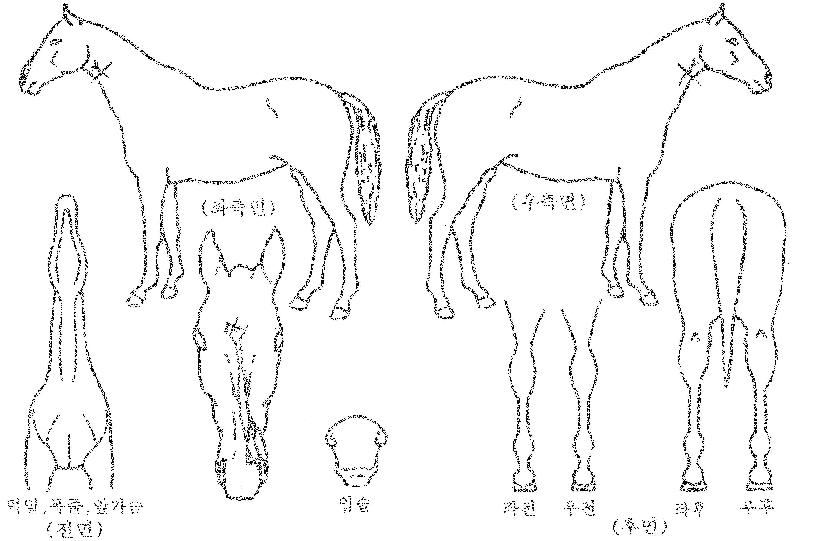 ÇÑÀϰÀÚÀÇ Ãø¸é,¿ì¸é,µÞ¸é,µÎ»ó,´Ù¸®ÀÇ Æ¯Â¡µµÇØ