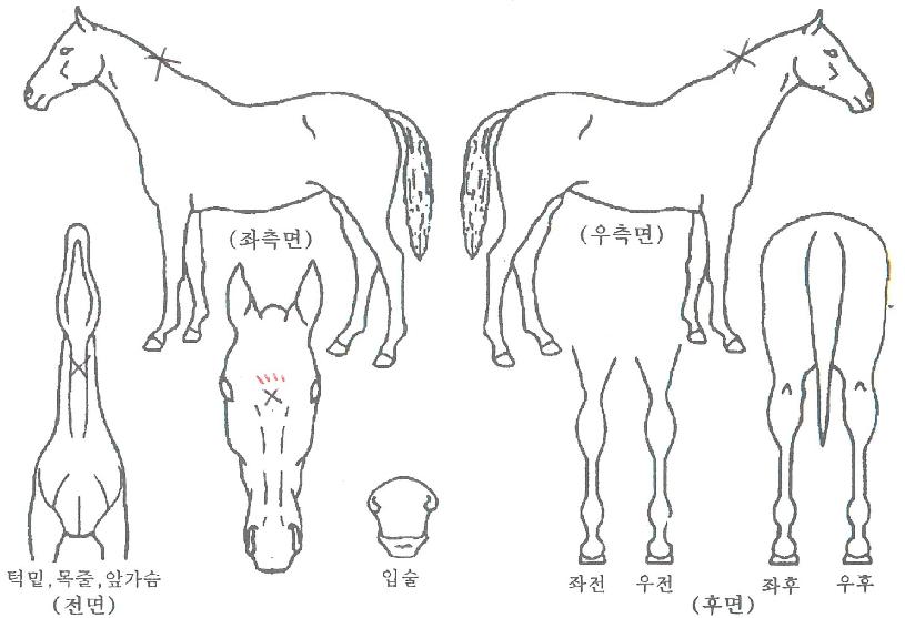 ´õÆÑÆ®ÀÇ Ãø¸é,¿ì¸é,µÞ¸é,µÎ»ó,´Ù¸®ÀÇ Æ¯Â¡µµÇØ
