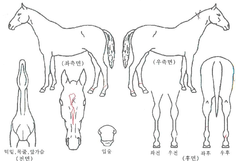 ´ÙÀ̾Ƹóµå½ºÅ¸ÀÚ¸¶ÀÇ Ãø¸é,¿ì¸é,µÞ¸é,µÎ»ó,´Ù¸®ÀÇ Æ¯Â¡µµÇØ