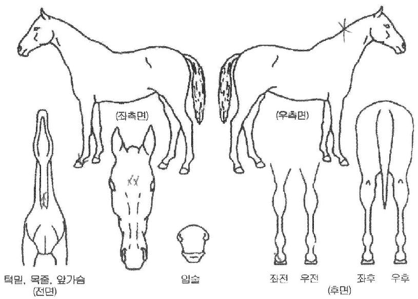 �����뼼�� ����,���,�޸�,�λ�,�ٸ��� Ư¡����