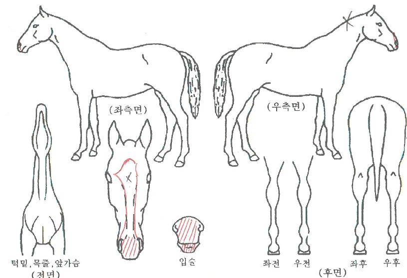 ����Ʈ���꽺�ڸ��� ����,���,�޸�,�λ�,�ٸ��� Ư¡����