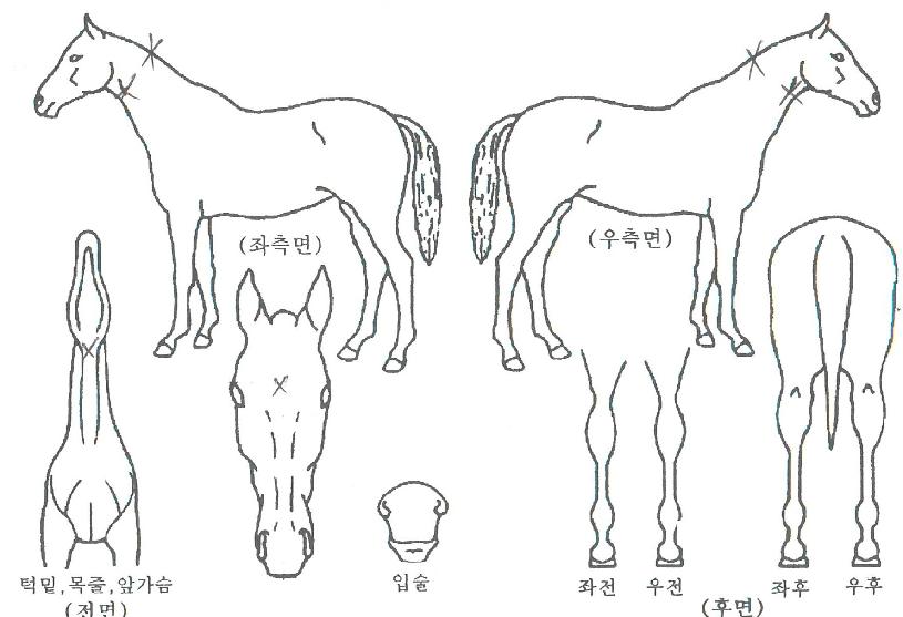 �����ε��� ����,���,�޸�,�λ�,�ٸ��� Ư¡����