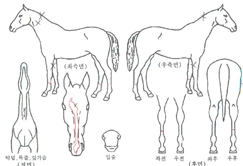 �򼱴��� ����,���,�޸�,�λ�,�ٸ��� Ư¡����