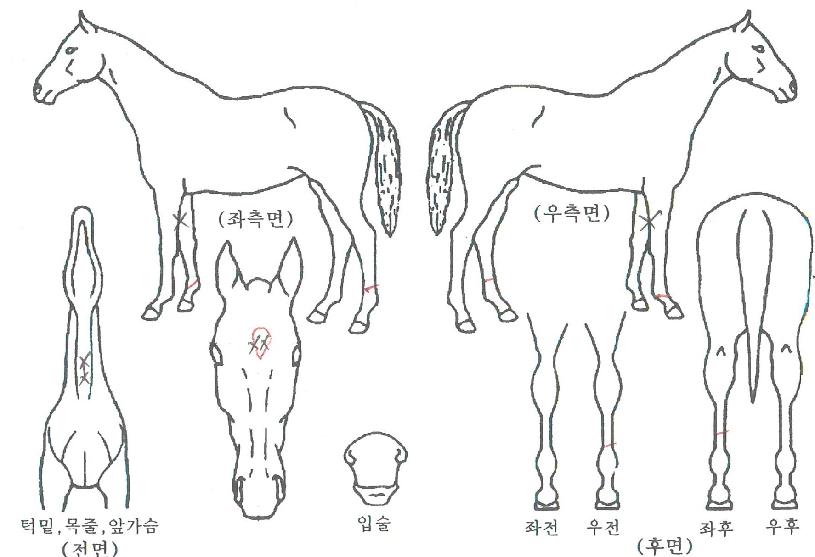 ���ٳ��ڸ��� ����,���,�޸�,�λ�,�ٸ��� Ư¡����