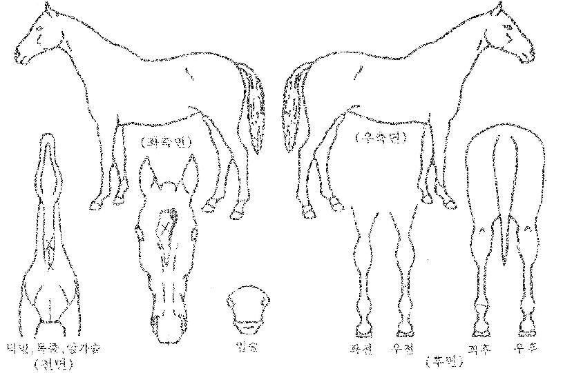 ±×·£µåµ¹Ç³ÀÇ Ãø¸é,¿ì¸é,µÞ¸é,µÎ»ó,´Ù¸®ÀÇ Æ¯Â¡µµÇØ