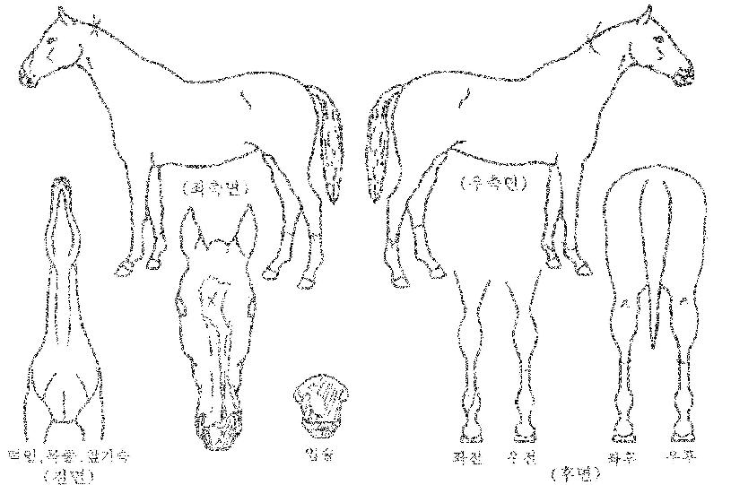 ¾Æ¸£°í·ÎÄÏÀÇ Ãø¸é,¿ì¸é,µÞ¸é,µÎ»ó,´Ù¸®ÀÇ Æ¯Â¡µµÇØ