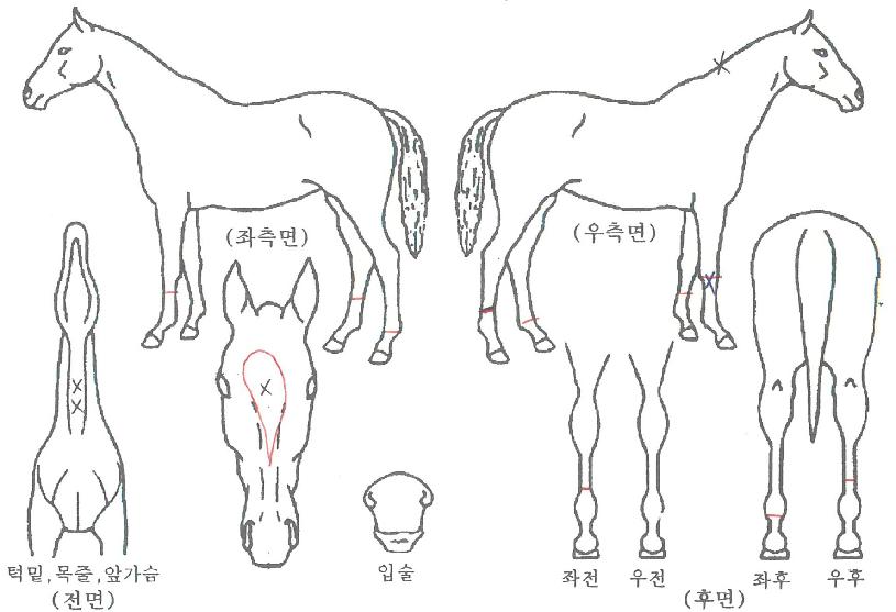 ±¸¸®Å¸¿öÀÇ Ãø¸é,¿ì¸é,µÞ¸é,µÎ»ó,´Ù¸®ÀÇ Æ¯Â¡µµÇØ