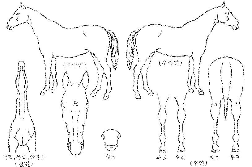 ���̺�Ʈ�� ����,���,�޸�,�λ�,�ٸ��� Ư¡����