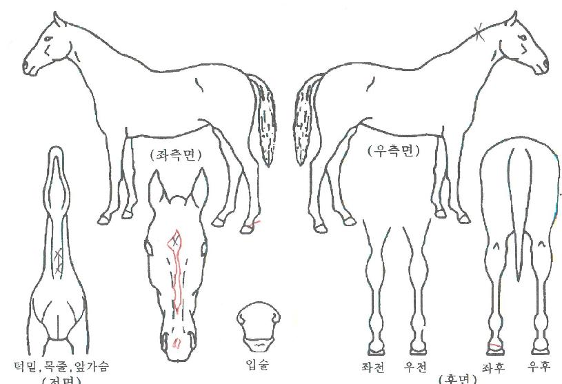 ����÷�ڸ��� ����,���,�޸�,�λ�,�ٸ��� Ư¡����