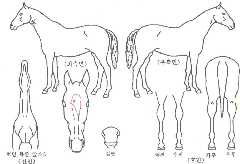 �ż���ǳ�� ����,���,�޸�,�λ�,�ٸ��� Ư¡����