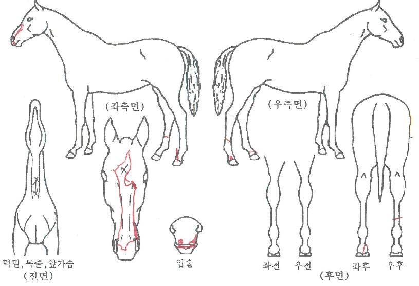 ¸·°¿©°ÉÀÇ Ãø¸é,¿ì¸é,µÞ¸é,µÎ»ó,´Ù¸®ÀÇ Æ¯Â¡µµÇØ