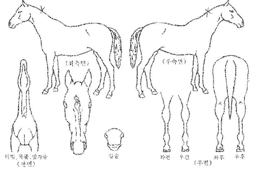 ÄèÇѵ帲ÀÇ Ãø¸é,¿ì¸é,µÞ¸é,µÎ»ó,´Ù¸®ÀÇ Æ¯Â¡µµÇØ