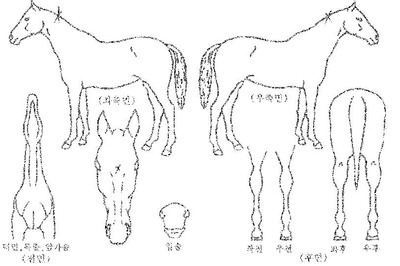 �ص��Ǻ��� ����,���,�޸�,�λ�,�ٸ��� Ư¡����