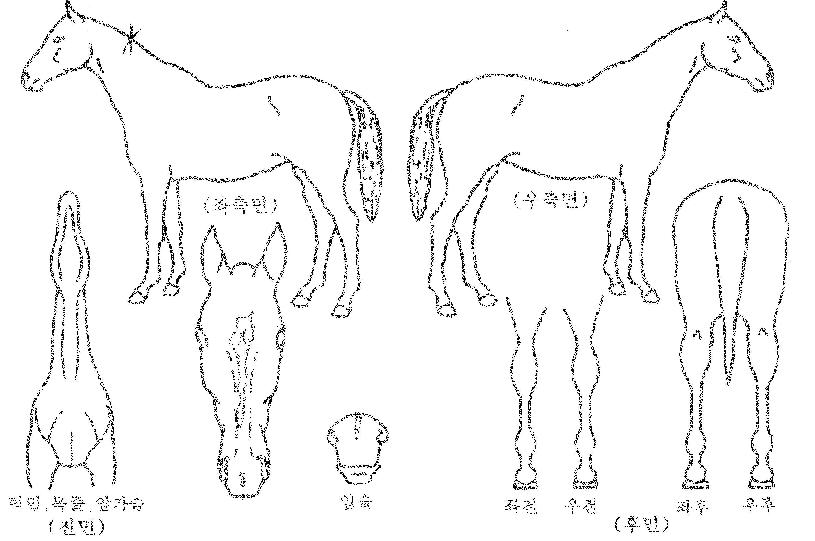 Ȳ�ݺ������� ����,���,�޸�,�λ�,�ٸ��� Ư¡����