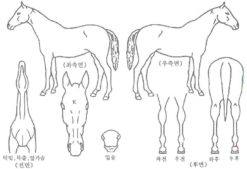 �ο������� ����,���,�޸�,�λ�,�ٸ��� Ư¡����
