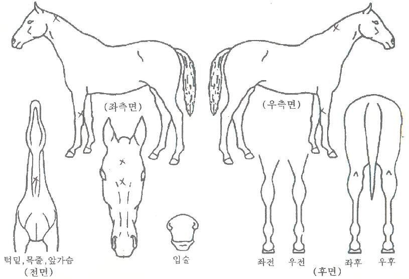 ��ƼǮ������ ����,���,�޸�,�λ�,�ٸ��� Ư¡����