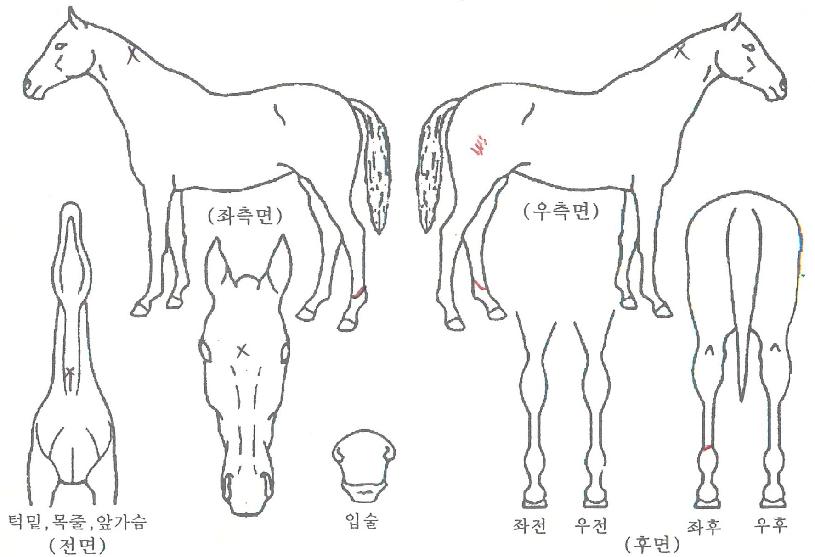 �ǽ����̴��� ����,���,�޸�,�λ�,�ٸ��� Ư¡����