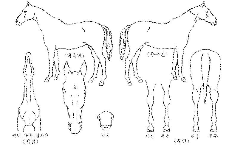 À¯ÈÖÀÇ Ãø¸é,¿ì¸é,µÞ¸é,µÎ»ó,´Ù¸®ÀÇ Æ¯Â¡µµÇØ