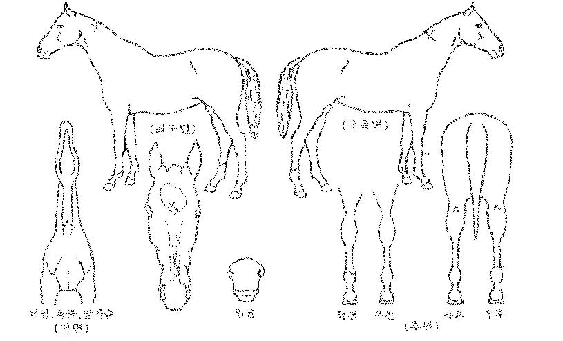 µðÄÉÀ̼±ÀÇ Ãø¸é,¿ì¸é,µÞ¸é,µÎ»ó,´Ù¸®ÀÇ Æ¯Â¡µµÇØ