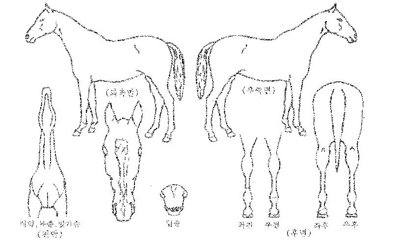 �߷�Ÿ�ι����ڸ��� ����,���,�޸�,�λ�,�ٸ��� Ư¡����