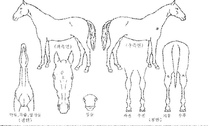 ���̿������� ����,���,�޸�,�λ�,�ٸ��� Ư¡����