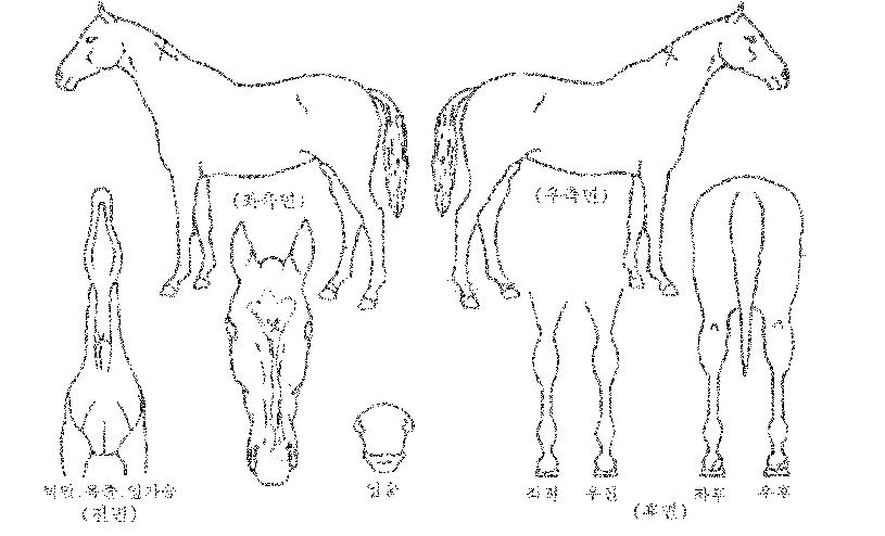 ¸¶ÇÏ·¹ÀÎÀúÀÇ Ãø¸é,¿ì¸é,µÞ¸é,µÎ»ó,´Ù¸®ÀÇ Æ¯Â¡µµÇØ