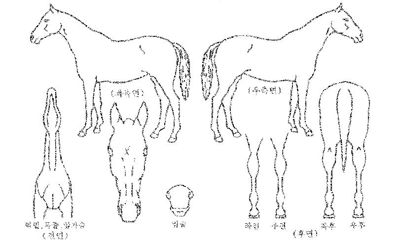 �ƽ��׸��� ����,���,�޸�,�λ�,�ٸ��� Ư¡����