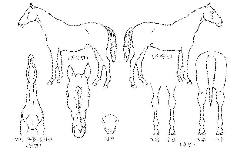 ´ëµ¿¸¸¼¼ÀÇ Ãø¸é,¿ì¸é,µÞ¸é,µÎ»ó,´Ù¸®ÀÇ Æ¯Â¡µµÇØ