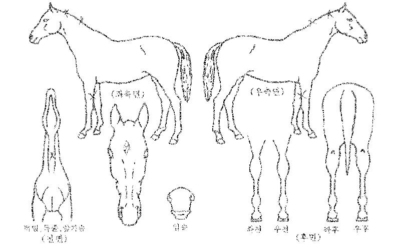 º£½ºÆ®·¹º§ÀÇ Ãø¸é,¿ì¸é,µÞ¸é,µÎ»ó,´Ù¸®ÀÇ Æ¯Â¡µµÇØ