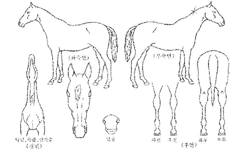 ´ëµ¿À§³ÊÀÇ Ãø¸é,¿ì¸é,µÞ¸é,µÎ»ó,´Ù¸®ÀÇ Æ¯Â¡µµÇØ