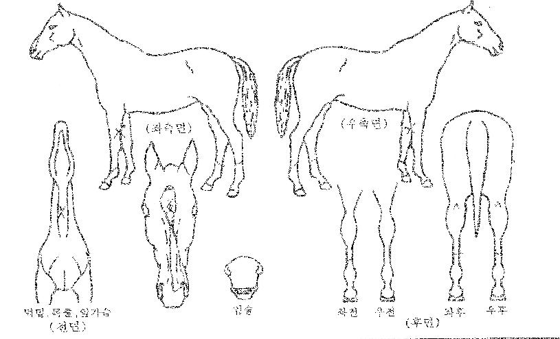±ÂÃÊÀ̽ºÀÇ Ãø¸é,¿ì¸é,µÞ¸é,µÎ»ó,´Ù¸®ÀÇ Æ¯Â¡µµÇØ