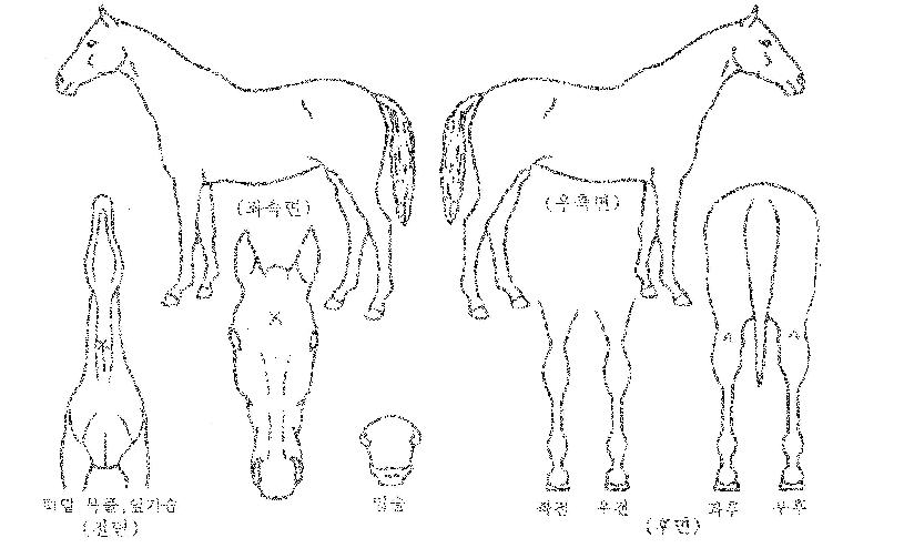 ºû³ª´Â·çºñÀÇ Ãø¸é,¿ì¸é,µÞ¸é,µÎ»ó,´Ù¸®ÀÇ Æ¯Â¡µµÇØ